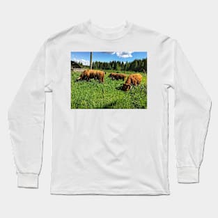 Scottish Highland Cattle Bulls 2415 Long Sleeve T-Shirt